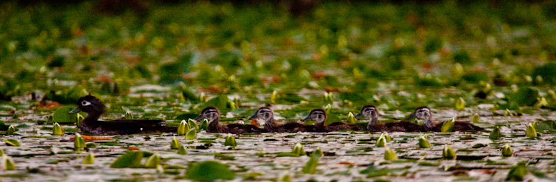 Wood Duck And Ducklings